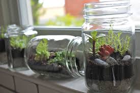 Jam Jar Terrarium Mini Garden Mason Jar Terrarium Bottle Garden