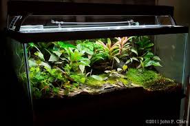 Award Winning 10 Gallon Vivarium Google Search Fish Tank Terrarium 10 Gallon Fish Tank Fish Tank