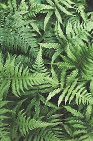 Eversolovely Design Blog Fashion Blog Outdoors Travel Go Outside Nature Photography Nature Photography Plants Nature