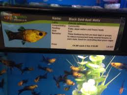 Black Gold Dust Mollies