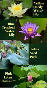Lotus Vs Water Lilies What S The Difference Container Water Gardens Container Water Gardens Water Lilies Blue Flowers Garden
