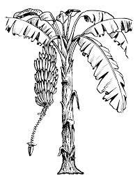 Banana Tree Coloring And Activity Page Tree Drawings Pencil Tree Drawing Tree Illustration