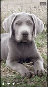 Are you looking for a beautiful puppy with a great disposition. 30 Silver Lab Puppies Ideas Silver Lab Puppies Lab Puppies Puppies