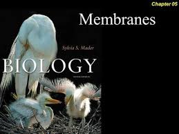 Pin By Clem Earle On Bikes Dna Technology Biology Recombinant Dna