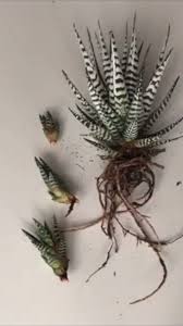 Dia 1 Del Atipicaschallenge Presentacion Cactus Plants Urban Garden Succulents