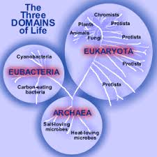 Windows To The Universe Site Science Biology Taxonomy Biology Biology Labs