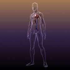 Circulatory System Anatomy In A Human Body 3d Model Download Obj Fbx Max C4d Xsi Lwo 3ds Circulatory System Human Body 3d Model