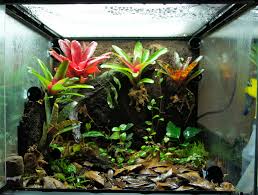Pin On Aquaterrarium