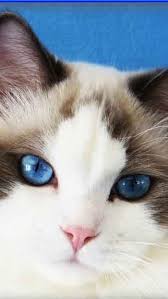 Ragdoll Cat Mobile Wallpaper Hd Free Download Gatto Bellissimo Gatti