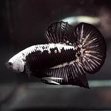 Samurai black dragon bettabettasalesnet 0777678979. Live Betta Fish Black Samurai Halfmoon Plakat Hmpk Male 165 Betta Aquarium Fish For Sale Betta Fish