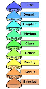 Domain Biology Biology Dictionary