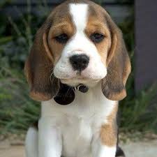 Beagle Puppy For Sale Puppy Shop Near You Delhi Ncr Dav Pet Lovers Two beautiful beagle pups for sale. beagle puppy for sale puppy shop near