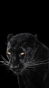 Black Panther Wallpaper Iphone Wallpaper Black Jaguar Animal Jaguar Wallpaper Jaguar Animal