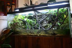 Lbacha S Borneo Stream Biotope Terrarium Lot Of New Pics 11 30 Terrarium Reptile House Aquascape