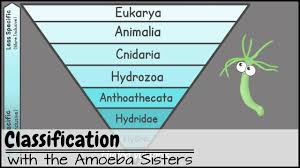 Explore Classification Hierarchy Domain Kingdom Phylum Class Order Family Genus A Life Science Lessons Classification Simplifying Algebraic Expressions