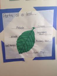 Parts Of A Leaf Diagram Leaf Lessons Classroom Fun Plant Science