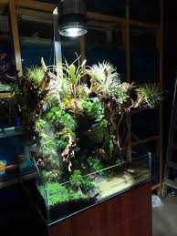 Paludarium Planted Aquarium Aquarium Terrarium