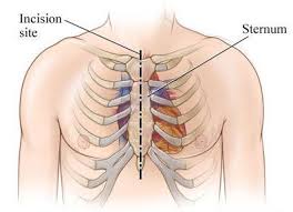 Pin On Anatomey