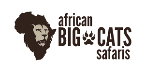 Experience the nature, see the 'big five, lots of wildlife, while accompanied by our experienced tour guides. Reviews Of African Big Cats Safaris Tanzania