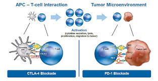 The Role Of Immunotherapy In Treating Solid Cancers Cancer World Archive
