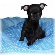 Chihuahua Chiot Male Poil Court Noir Chihuahua Puppies Chihuahua Dogs Baby Chihuahua