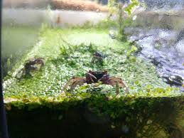 Crab Tank Going Strong Paludarium Tanked Aquariums Crab Tank