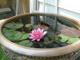 Water Lily In Container Ponds Aquatic Plants Forum Gardenweb Container Water Gardens Backyard Garden Landscape Backyard Garden Design