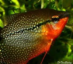 Premium Pearl Gourami 2 5 To 3 Long Peces
