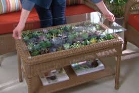 Ask Martha New Product Introductions Succulent Terrarium Plants Beautiful Terrariums