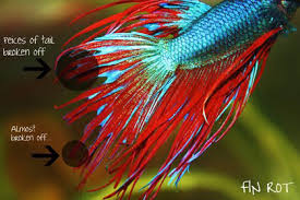 This is how they received the name 'veil tail'. Treating Stubburn Fin Rot In Betta Fish Fish Care