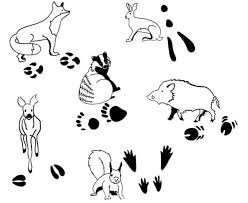 Eine interessante impulssetzung mit knete die kinder mussten den kreis und die einzelnen streifen ausschneiden und lochen (zum. Tierspurenstempel 12 Tlg Betzold De