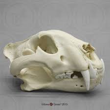 Bengal Tiger Skull Male Tiger Skull Cat Skull Skull