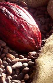Salon Du Chocolat Marseille Gout Amer Jimmy Braun Chocolat Cuisine Dessin Photo De Plats