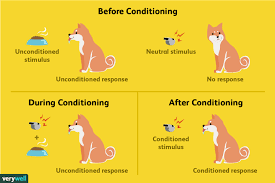 How Classical Conditioning Works An Overview With Examples Classical Conditioning Psychology Operant Conditioning Animal Behavior