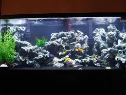 Fresh Water Tank With Black Gravel Cool Fish Tanks Fresh Water Fish Tank Fish Tank Design