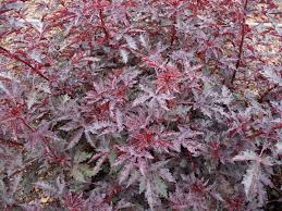 Hibiscus Acetosella Maple Sugar Hibiscus Plants Hibiscus Ornamental Plants
