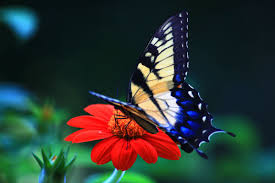 Butterfly Desktop Wallpapers Top Free Butterfly Desktop Backgrounds Wallpaperaccess Better than any royalty free or stock photos. butterfly desktop wallpapers top free