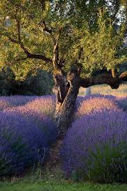 Lavander In Provence Lavender Garden Lavender Fields Lavender Cottage