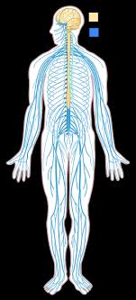 In the human body, the nervous system (which consists of the central and peripheral nervous system) is said to contain about 1020 individual neurons. The Nervous And Endocrine Systems Review Article Khan Academy