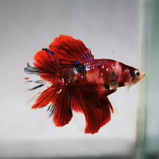Betta fish crochet amigurumi pattern pdf. Fish Aquatic Pets Trillion Enterprise
