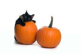 Add to your cat's food or, if your cat likes the taste, use it as a treat and allow your cat to lap it from a spoon or out. Pumpkin For Cats 8 Go To Resources Honest Paws