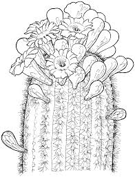 Printable Cactus Coloring Pages Cactus Drawing Flower Coloring Pages Flower Drawing
