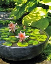 You Don T Need A Pond To Grow Water Lilies Container Water Gardens Ponds Backyard Water Garden