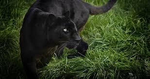 Black Panther 4k Ultra Hd Wallpaper Black Panther Cat Animal Wallpaper Wild Cats