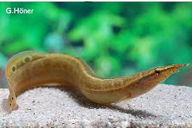 Peacock Eel Saltwater Aquarium Fish Saltwater Fish Tanks Aquarium Fish