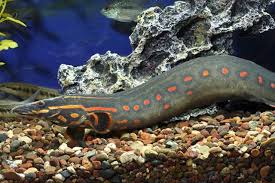 Asal Usul Dan Harga Ikan Sili Api Atau Ikan Fire Eel Tebaru Ikan Akuarium Aquarium Air Tawar Ikan Tropis