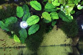 Anubias Coffeefolia Flame Moss Anubias Nana Petite Anubias White Chocolate Aquarium Plante