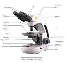 Compound Microscope Definition Parts Application Working Principle Microscope Parts Microscopic Definitions