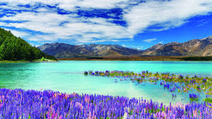 Mountain Lake Landscape Photography Lupin Flower Lupin Field Meadow Landscape Lupin Blossom Beautiful Landscape Wallpaper Lake Landscape Landscape Wallpaper
