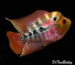 Flowerhorn For Sale Rare Fish Beautiful Tropical Fish Cichlid Fish